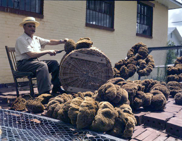 View showing a Greek-American sponge worker trimming sponges in Tarpon Springs, Florida.