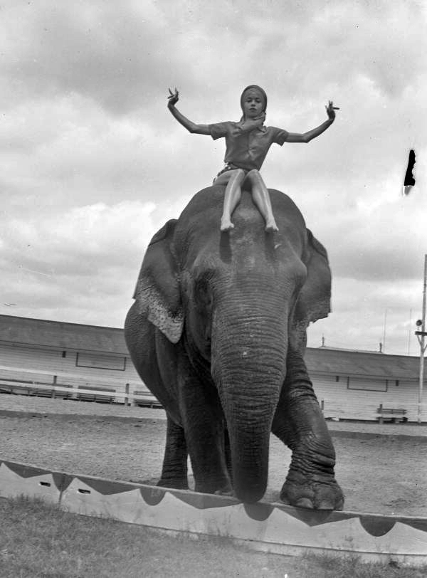 Young woman sitting on top of an elephant at the Ringling Circus in Sarasota, Florida.