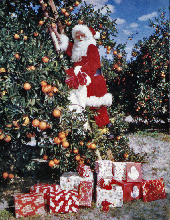 View showing Santa Claus picking oranges in Sarasota, Florida.
