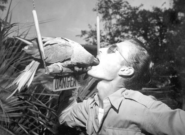 A Parrot sticks its head into the mouth of a Parrot Jungle employee - Miami, Florida