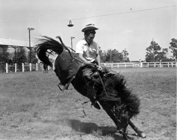 Cowboy rides a wild horse at the Tupperware Jubilee - Orange County, Florida 