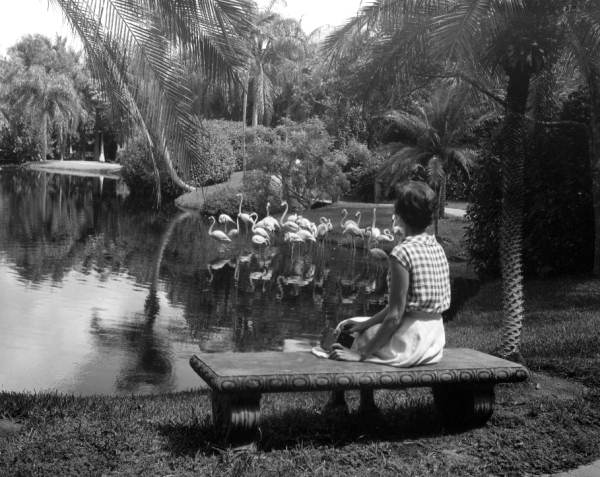 Young woman gazes at the beautiful flamingos of Sarasota Jungle Gardens - Sarasota, Florida