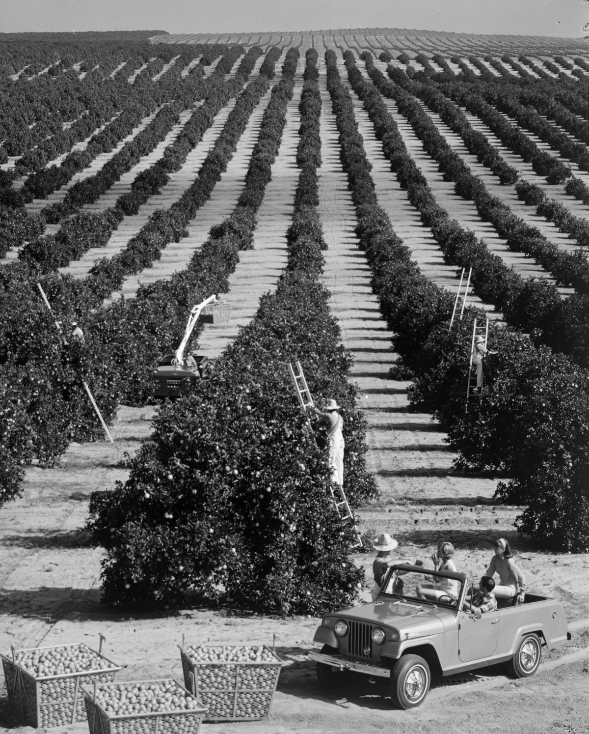 Tourists in jeep watch workers picking fruit in an orange grove - Florida