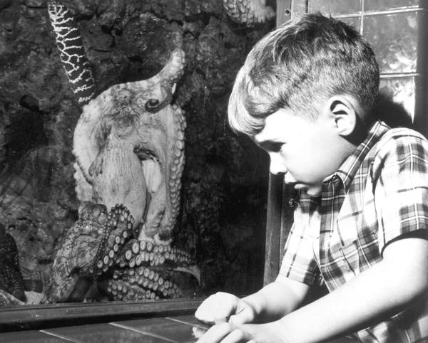 Young boy stares at a small octopus at the Miami Seaquarium