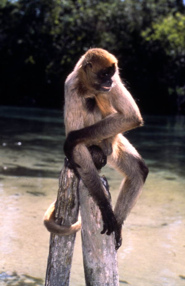 Monkey at the Weeki Wachee Springs amusement park - Weeki Wachee, Florida.