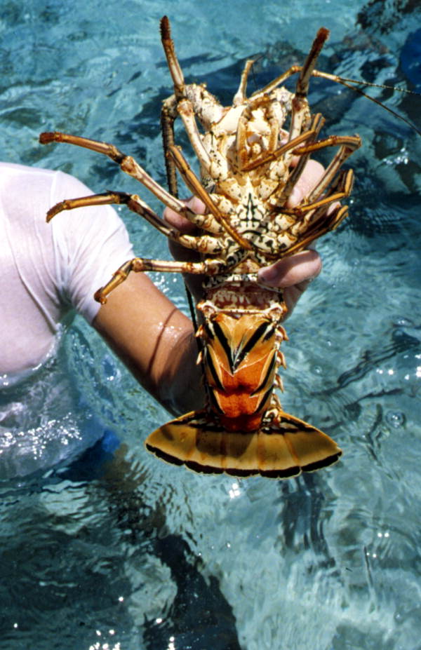 Female lobster with eggs found during dive for conchs at the Eastern Dry Rocks reef near Key West, Florida.