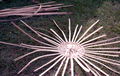 120030