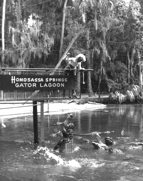 Alligators leap for their meal - Homosassa Springs, Florida 