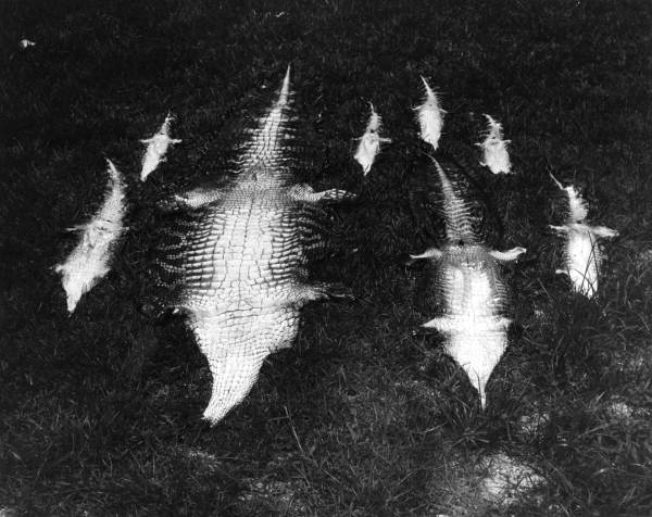 Alligator skins on the grass 