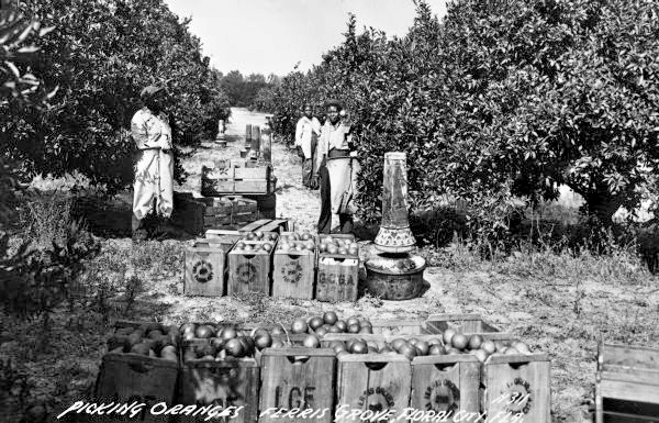 Picking oranges in Ferris Grove - Floral City, Florida