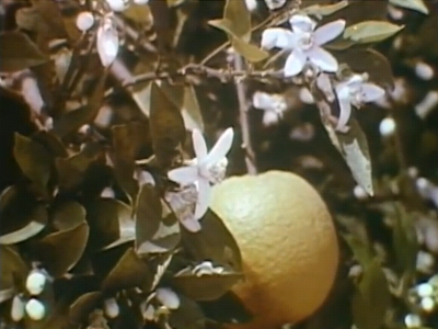 Citrus Honey