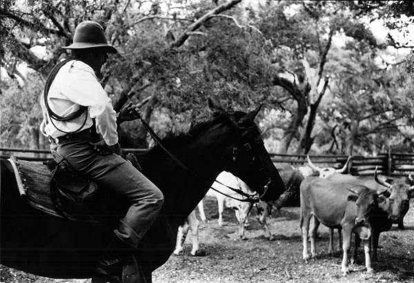 Florida cowman reenactor with scrub cattle at Lake Kissimmee State Park - Polk County, Florida 