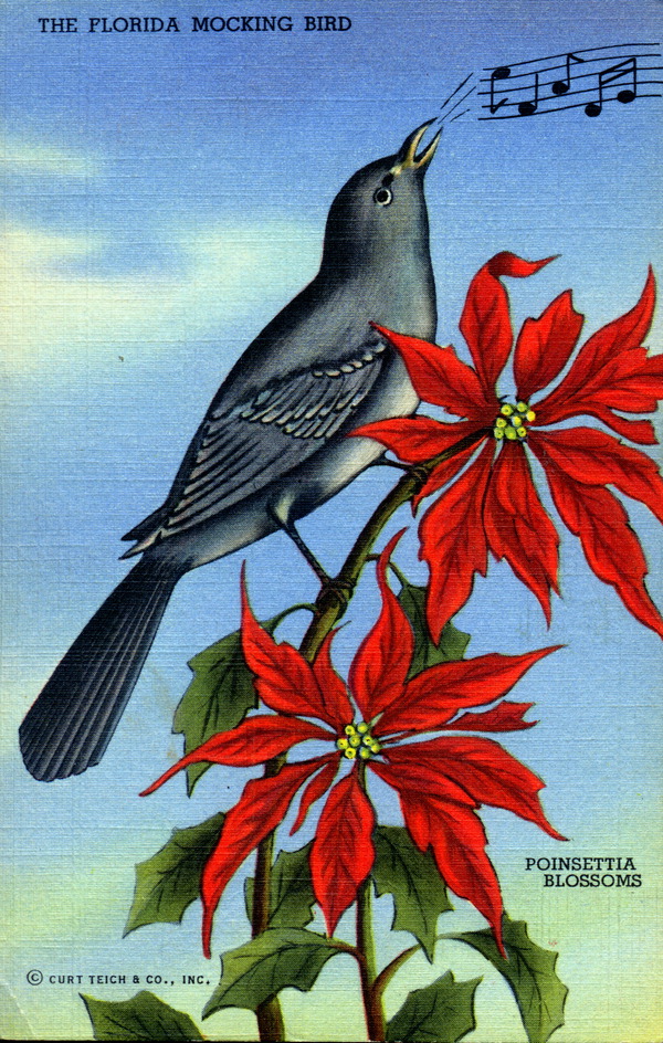 Florida mockingbird and poinsettia blossoms