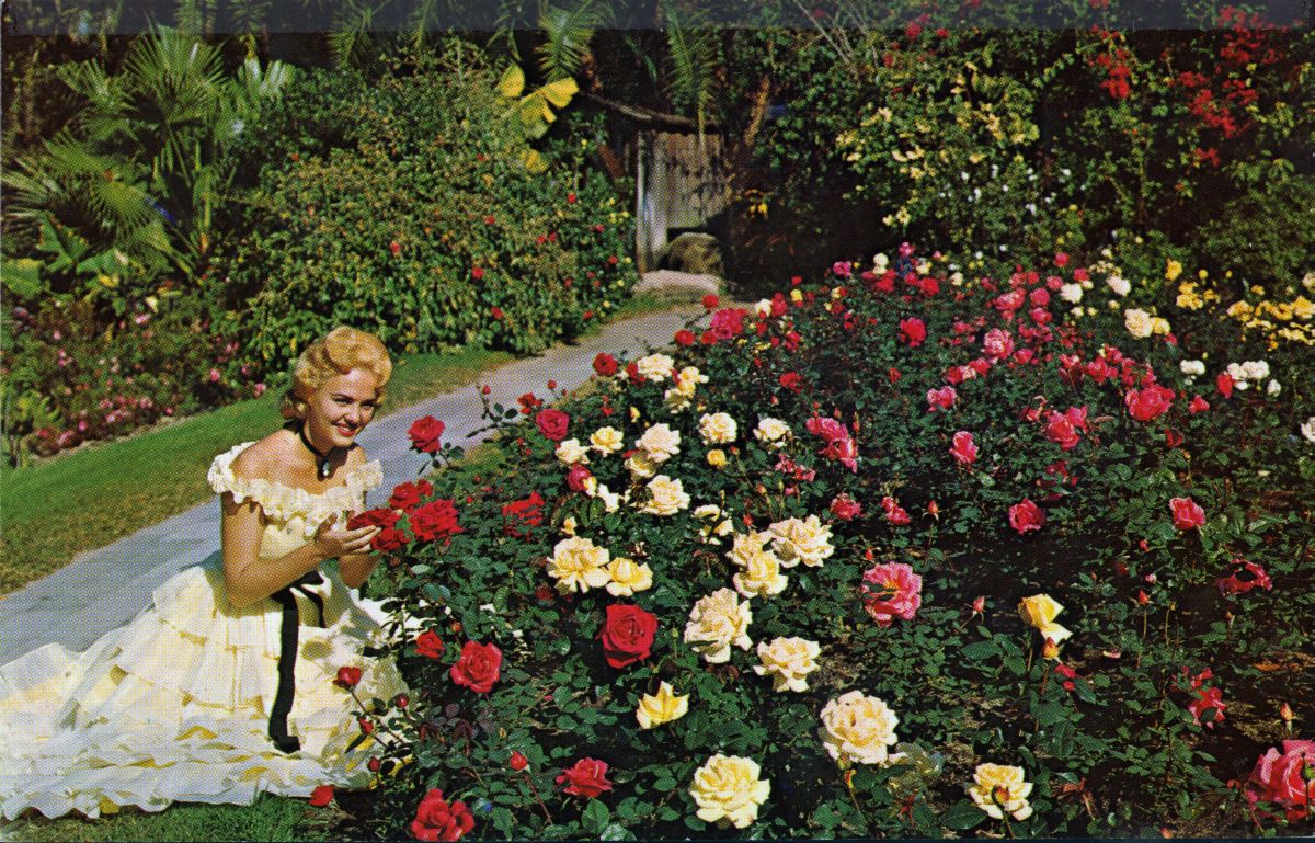 Southern Belle stops to smell the roses - Winter Haven, Florida 