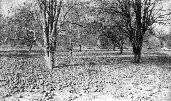 Rockledge grove of Alfred Trafford after the freeze