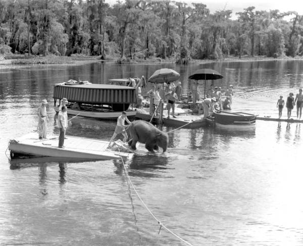 Film crew pushing elephant into water during filming of Tarzan movie