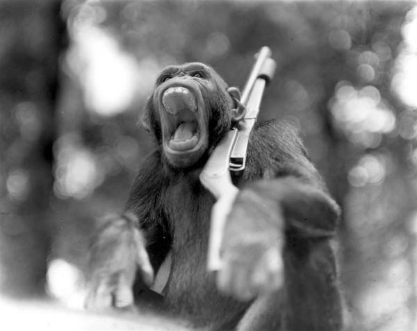 Chimpanzee from "Tarzan's Secret Treasure"