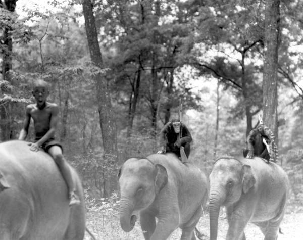 African American boy and chimpanzees riding elephants during filming of Tarzan movie