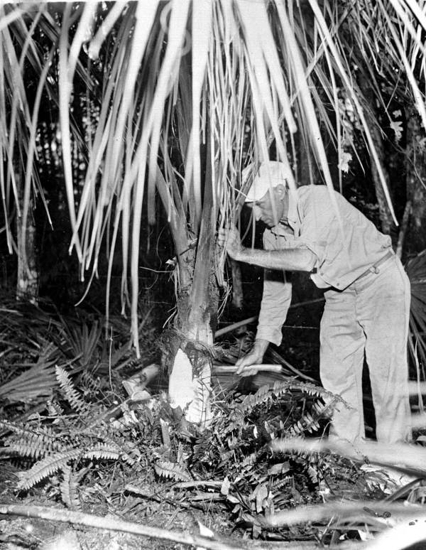 George L. Espenlaub, Everglades guide, harvesting palm for swamp cabbage