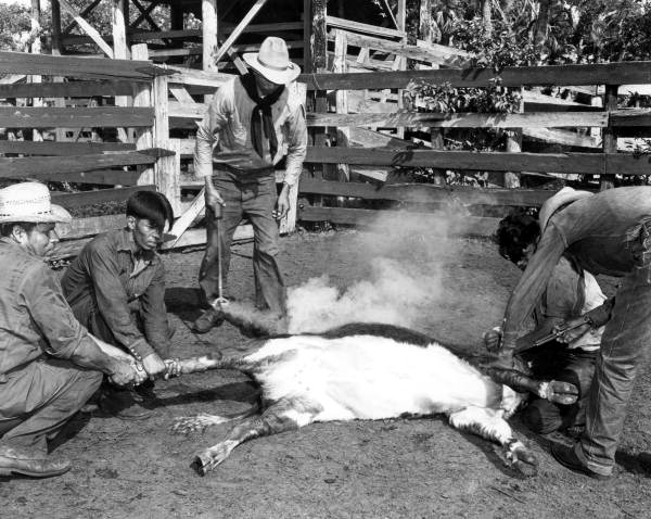 Seminole Indian cowboys marking and branding a calf in the corral during round-up - Brighton Reservation, Florida