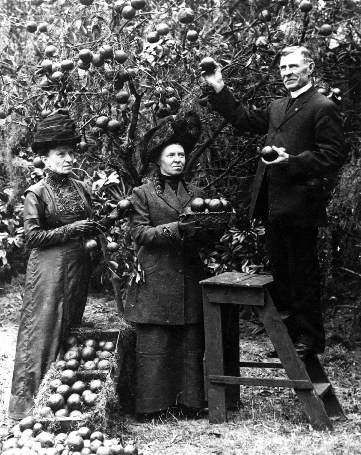 Sargent family picking oranges
