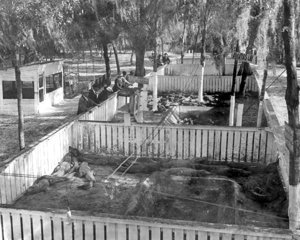 Visitors at alligator farm - Tampa, Florida
