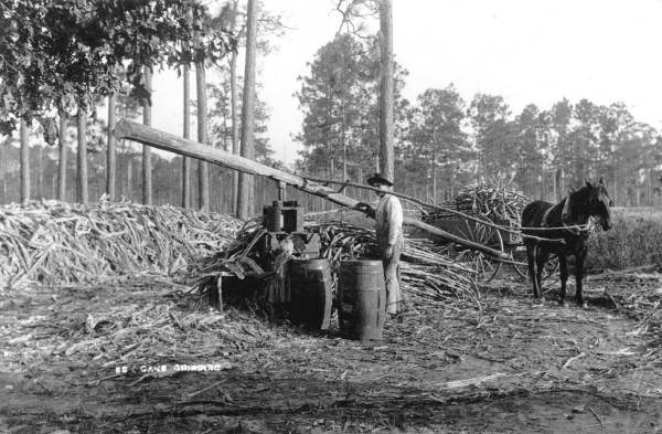 Sugarcane grinding