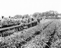 30732
