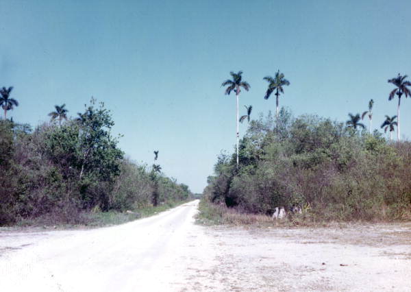 Jane's Scenic Drive near the Florida Everglades.