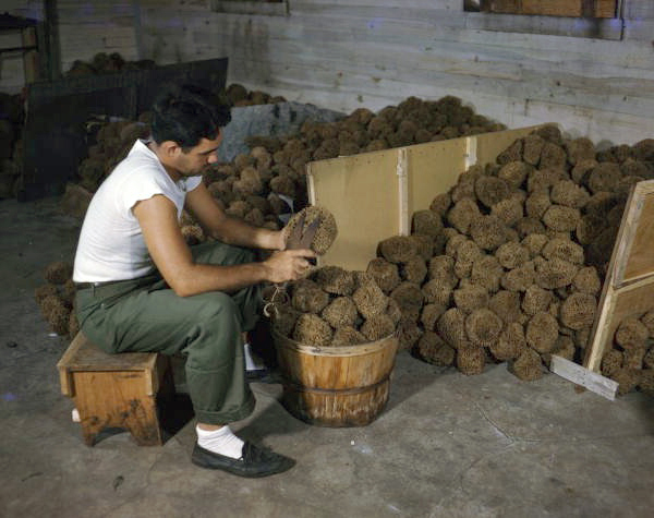 Greek-American sponge worker sorting and trimming sponges in Tarpon Springs, Florida.