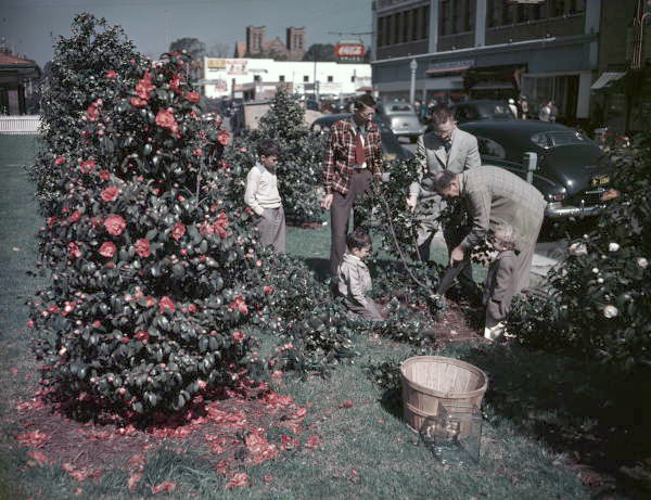 View showing men pruning camellia bushes.
