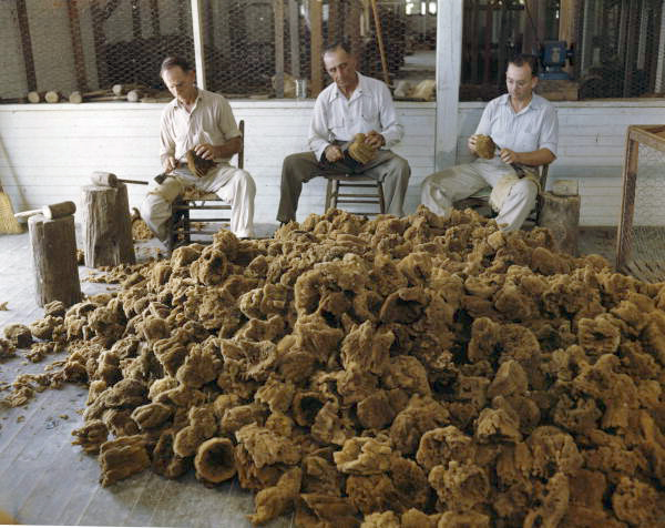 View showing Greek-American sponge workers trimming sponges in Tarpon Springs, Florida.