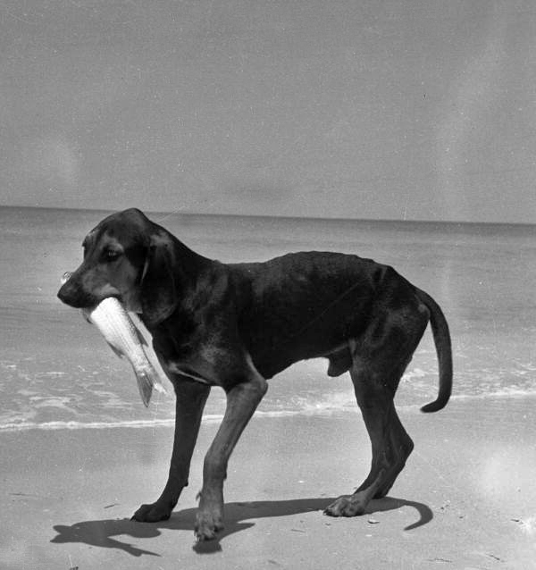 Dog with a fish in Naples, Florida.