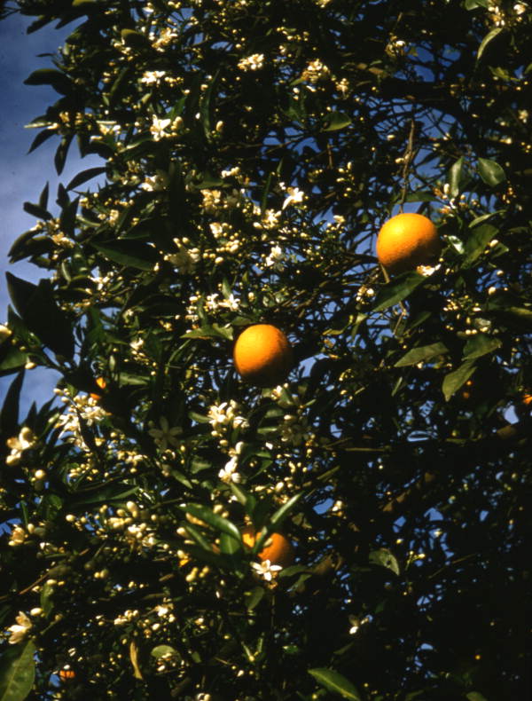 Close-up view showing oranges on a tree in Sarasota, Florida.