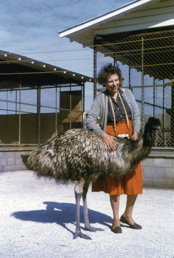 Photographer's wife, Lois Foley Steinmetz, with an ostrich in Sarasota, Florida.
