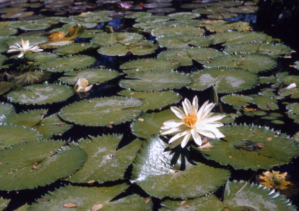 View showing a lotus in Nassau, Bahamas.