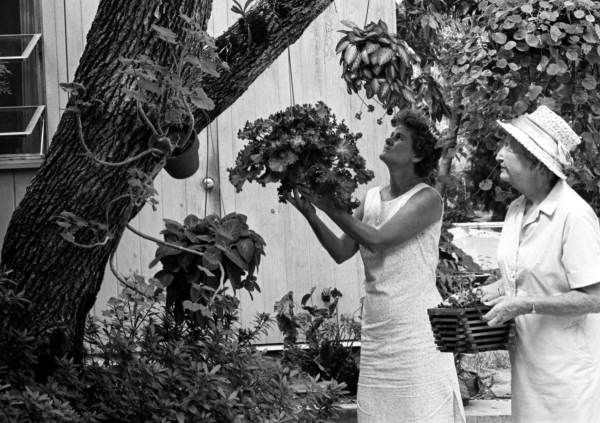 Women hanging plants in Sarasota, Florida.