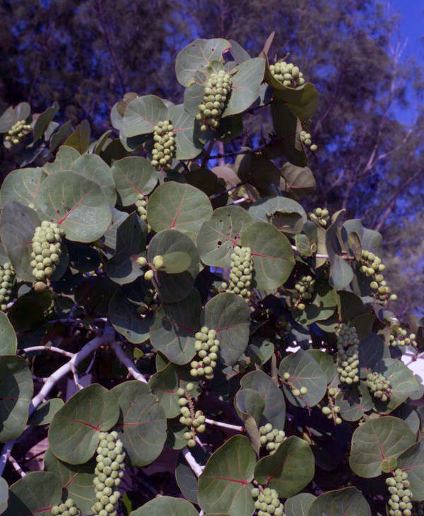 Sea grapes.