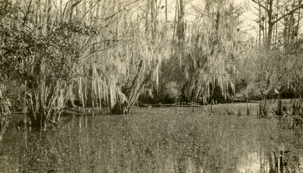 Cypress at Deer Pond.