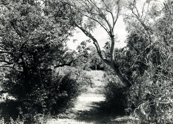 Vegetation on Mound Key, Florida.