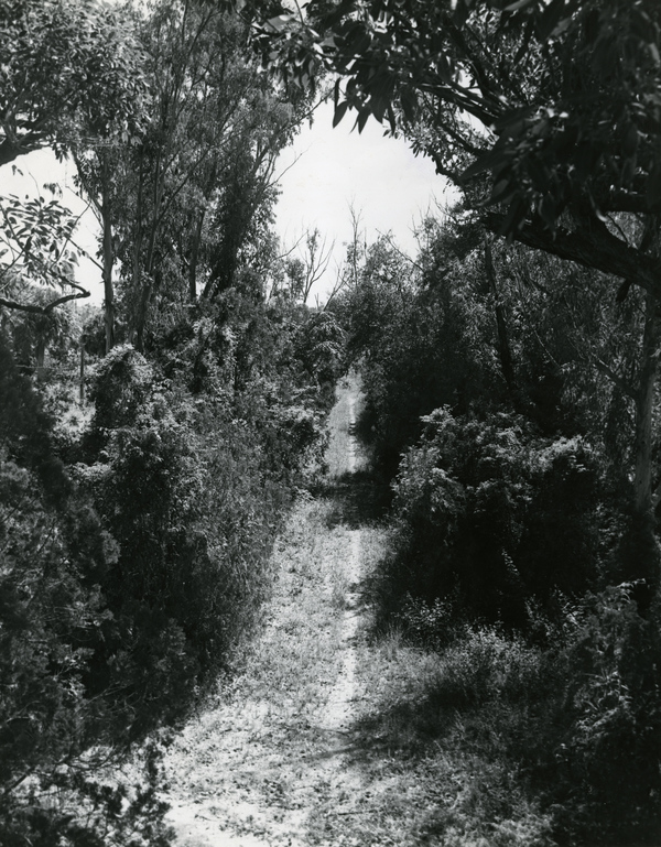 Trail through the vegetation on Mound Key, Florida.