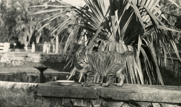 Hedwig Michel's pet cat "Moushie" in Estero, Florida.