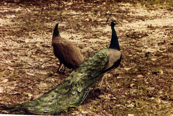 Peacocks.