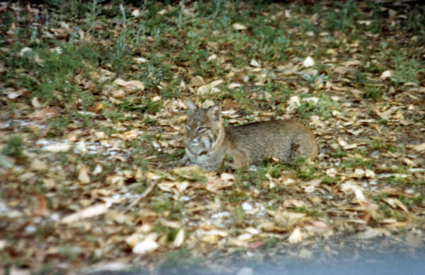 Bobcat.
