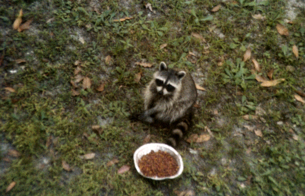Raccoon.