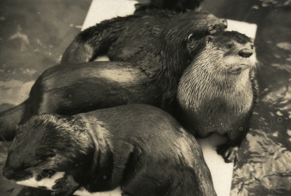 Otters.