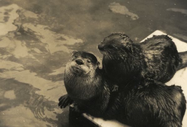 Otters.