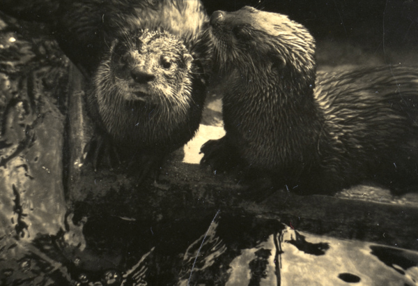 Otters.