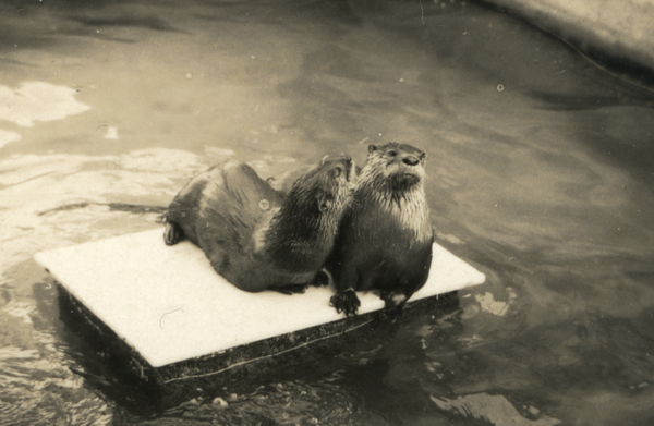 Otters.
