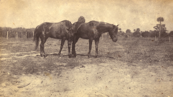 Koreshan horses.